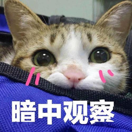 娱乐吃瓜君暗中观察,吃瓜群众揭秘幕后真相