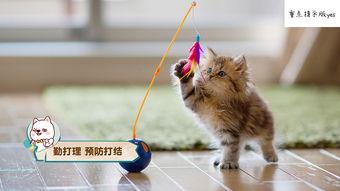 娱乐吃瓜酱小猫咪,小猫咪的娱乐生活与网络热度