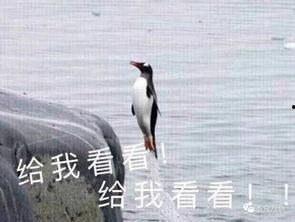 娱乐吃瓜酱飞鸟与鱼,娱乐吃瓜酱的甜蜜邂逅